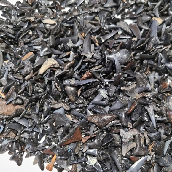 Fossilized Sharks Teeth 25 - Picture 4 of 5